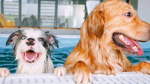 不朽情缘游戏网站登录宠物洗澡宠物洗护宠物美容宠物剪毛狗剪毛狗狗剪毛(图1) 不朽情缘游戏网站登录宠物洗澡宠物洗护宠物美容宠物剪毛狗剪毛狗狗剪毛(图1)