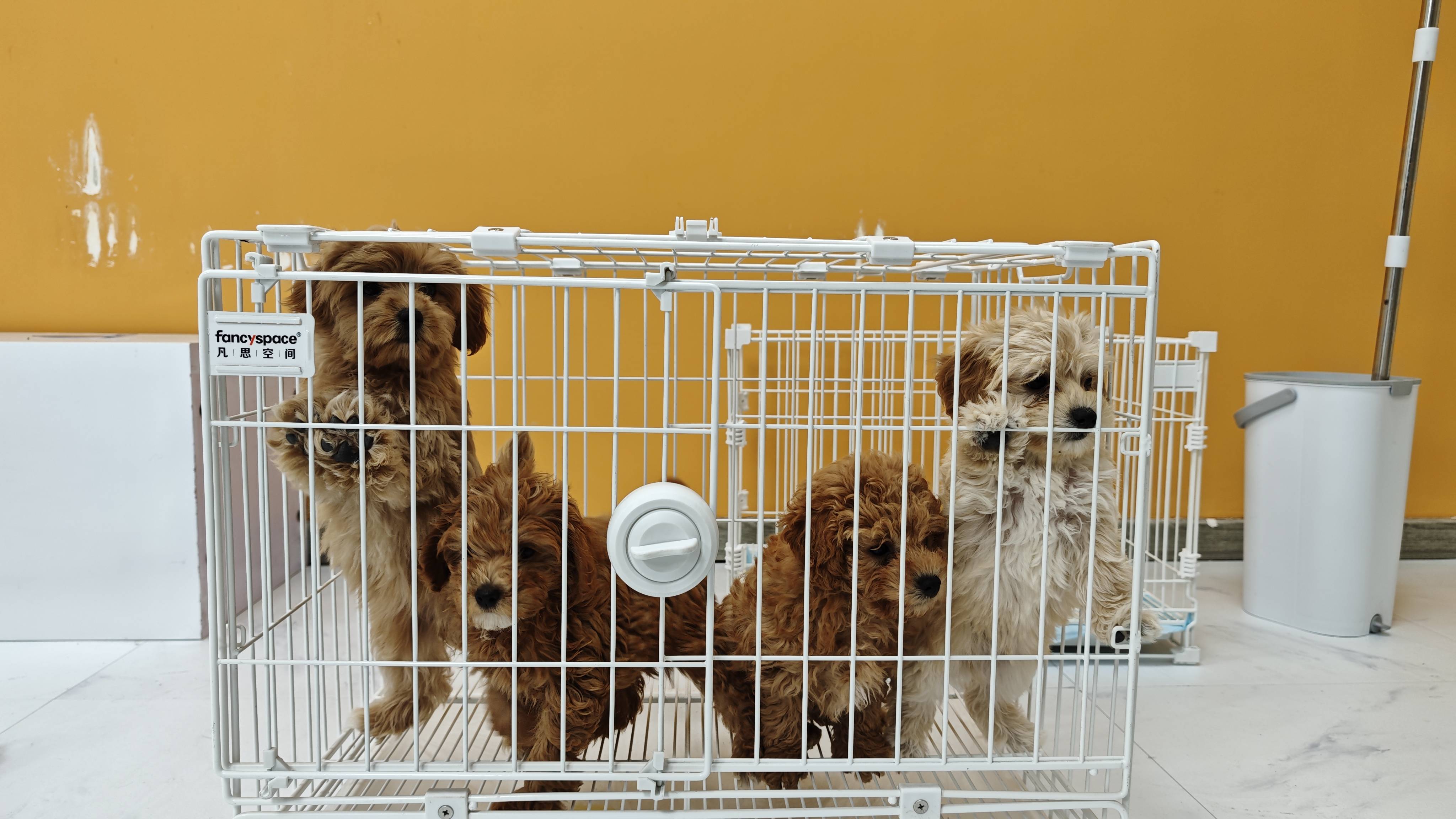 ：深耕铸标杆 共构宠物好生态mg不朽情缘游戏平台旺宠官(图1)